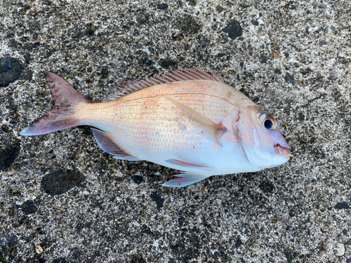 アマダイの釣果