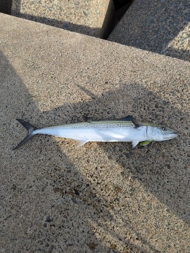 サゴシの釣果