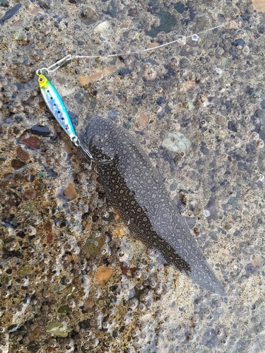 シタビラメの釣果