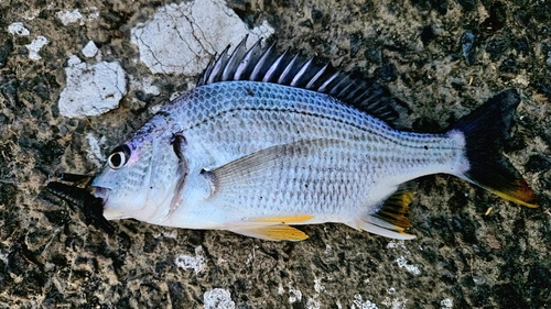 キチヌの釣果