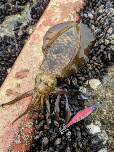 アオリイカの釣果