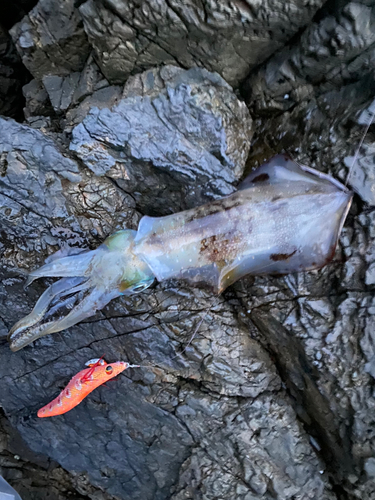 アオリイカの釣果