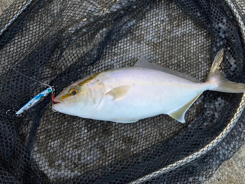 ショゴの釣果