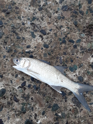 ツバメコノシロの釣果