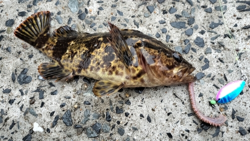 タケノコメバルの釣果