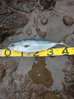 イナダの釣果