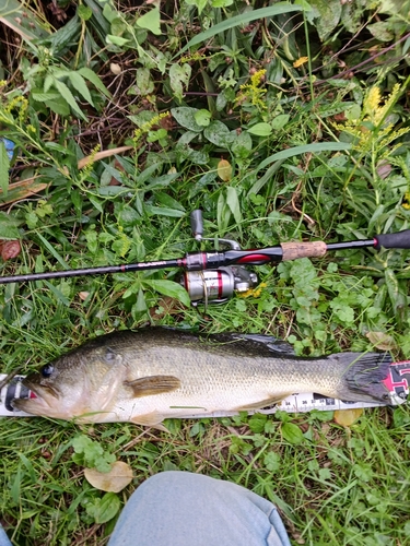 ラージマウスバスの釣果