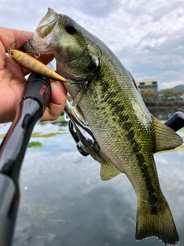 ブラックバスの釣果