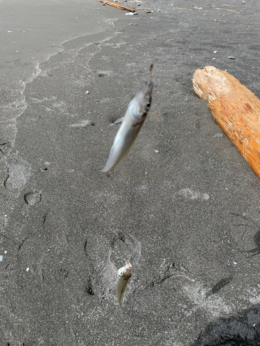 キスの釣果