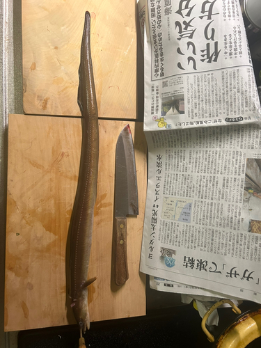 アナゴの釣果