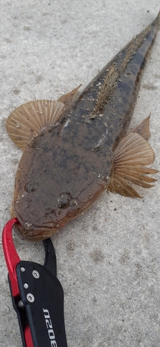 マゴチの釣果