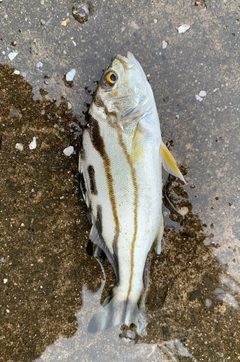 コトヒキの釣果