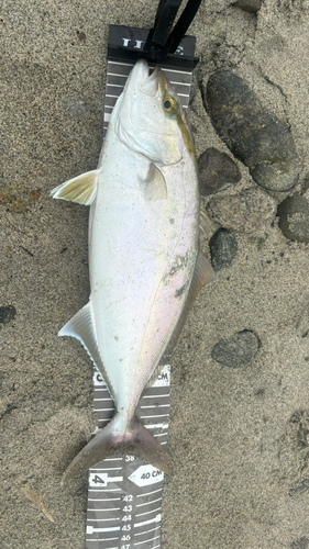 ショゴの釣果