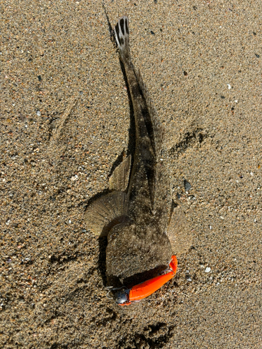 マゴチの釣果