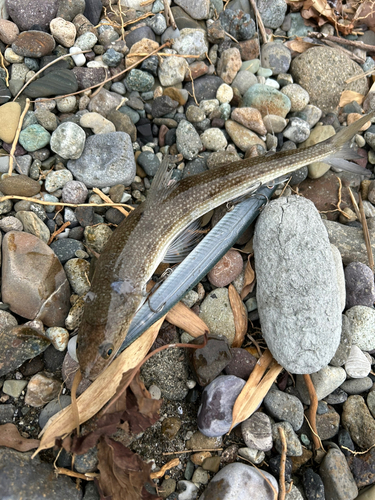 エソの釣果