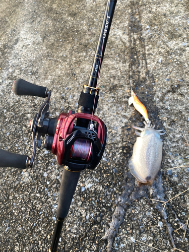 シリヤケイカの釣果