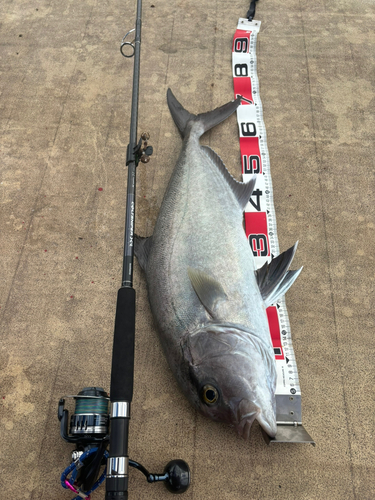 ヒレナガカンパチの釣果