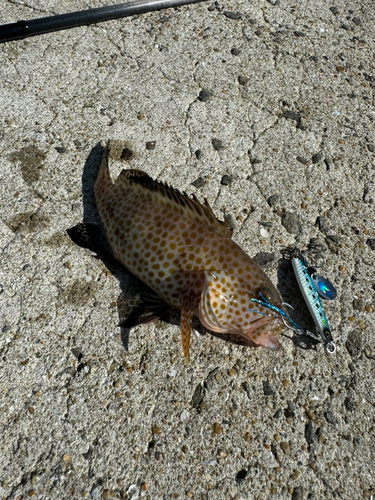 オオモンハタの釣果