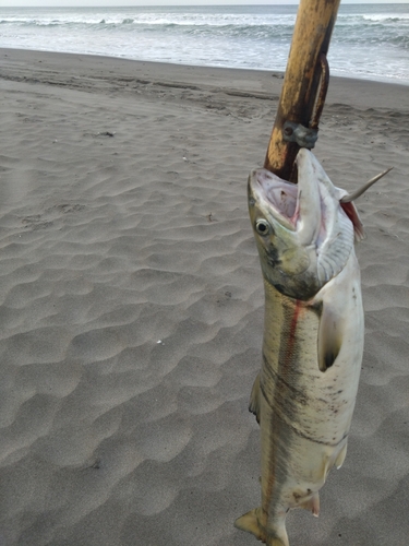 サケの釣果