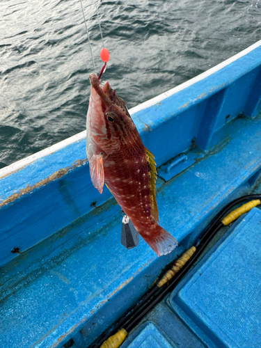 ベラの釣果