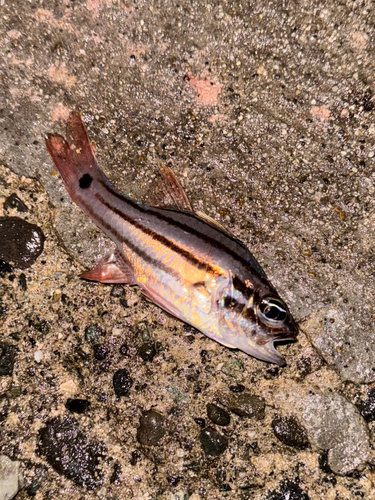 ネンブツダイの釣果