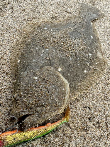 ヒラメの釣果