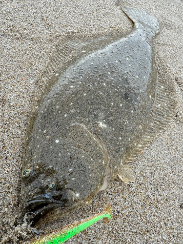 ヒラメの釣果