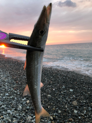 カマスの釣果