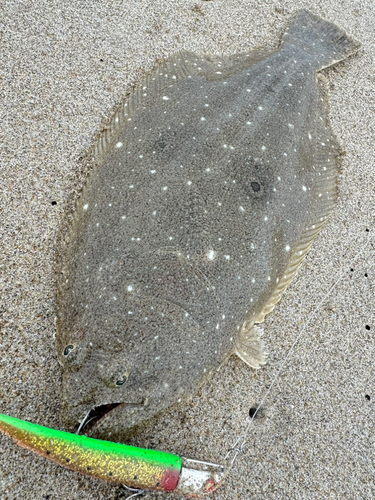 ヒラメの釣果