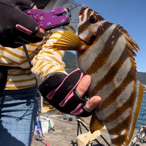 タカノハダイの釣果