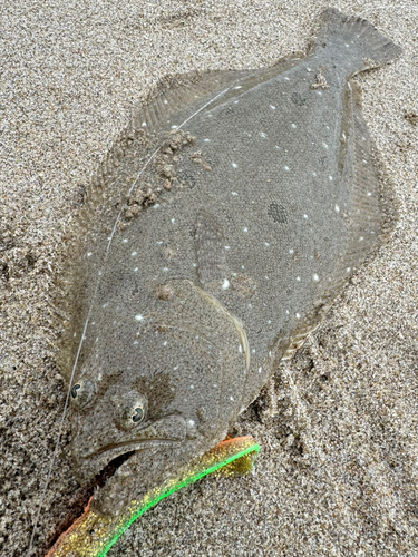 ヒラメの釣果