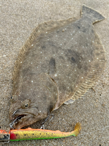 ヒラメの釣果