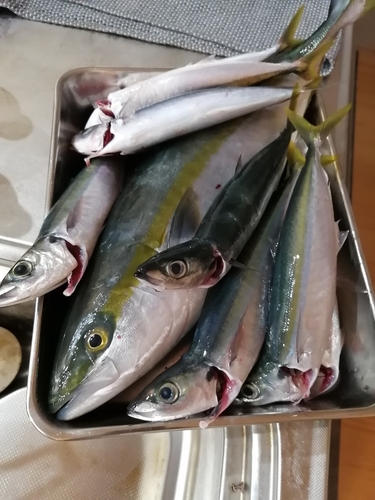 イナダの釣果