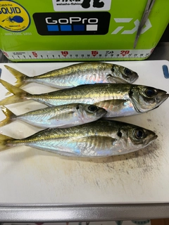 アジの釣果