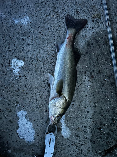 シーバスの釣果