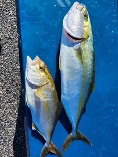 ハマチの釣果