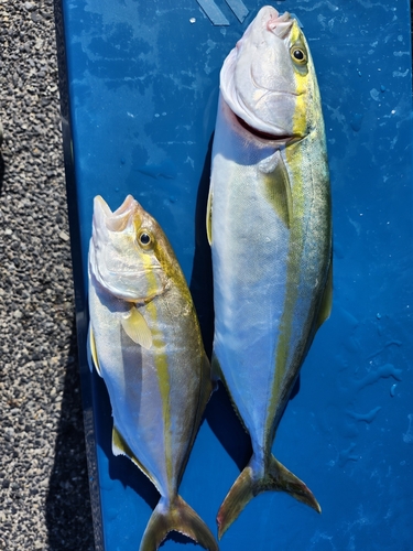 ハマチの釣果