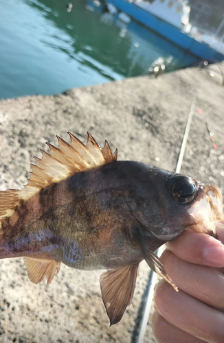 クロメバルの釣果