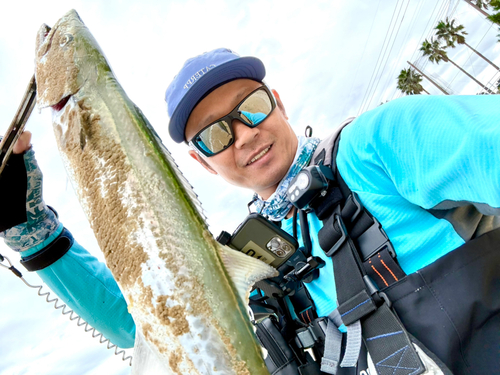 サゴシの釣果