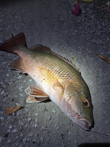 ゴマフエダイの釣果