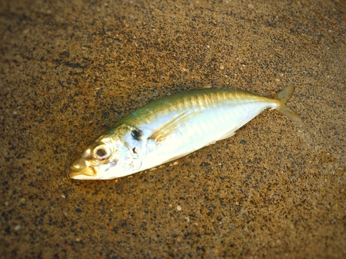 アオアジの釣果