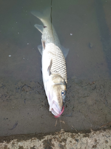 ニゴイの釣果