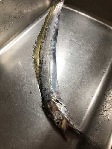 タチウオの釣果