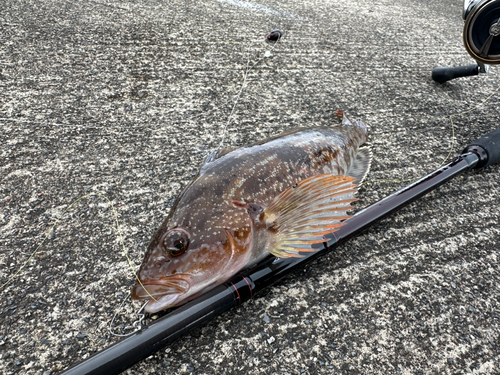 アイナメの釣果