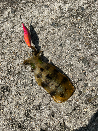 狩留家海浜公園