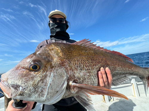 マダイの釣果