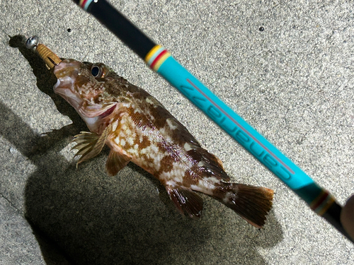 カサゴの釣果