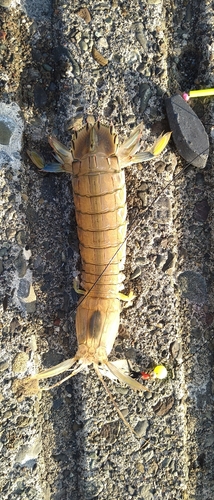 シャコの釣果