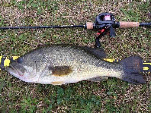 ブラックバスの釣果