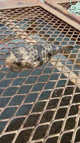 フグの釣果